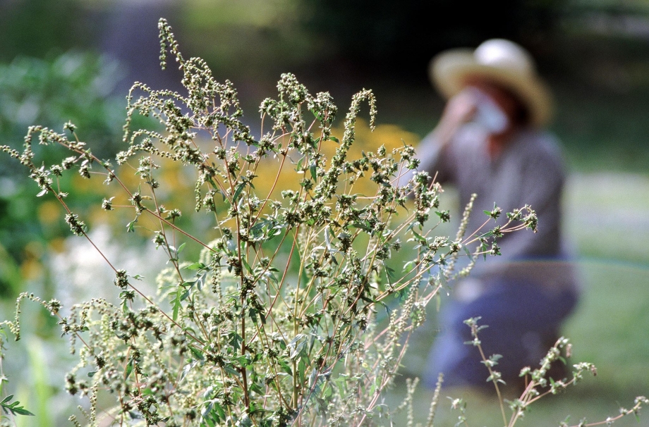 Allergies caused by ragweed