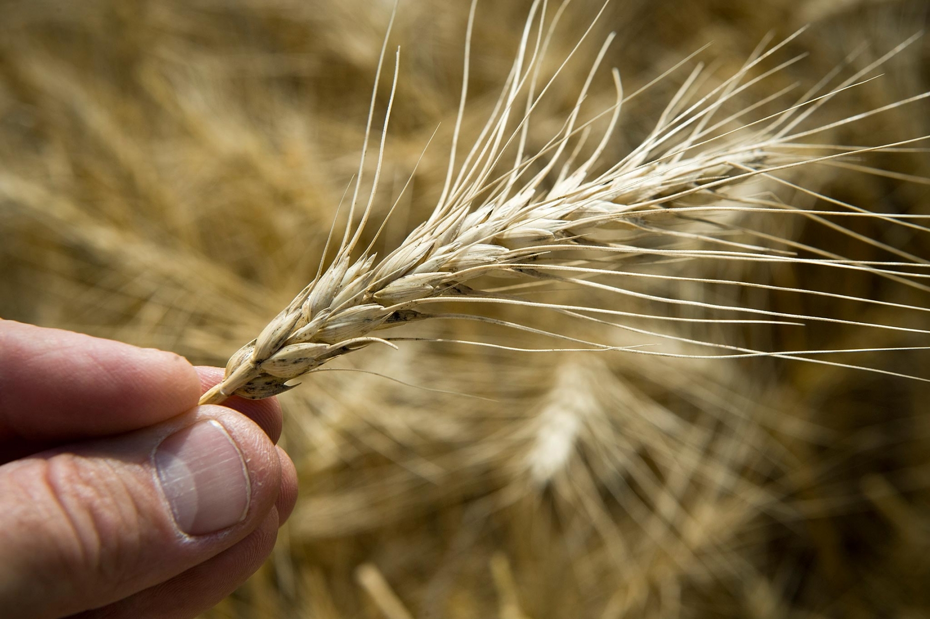 Farmer holding wheat