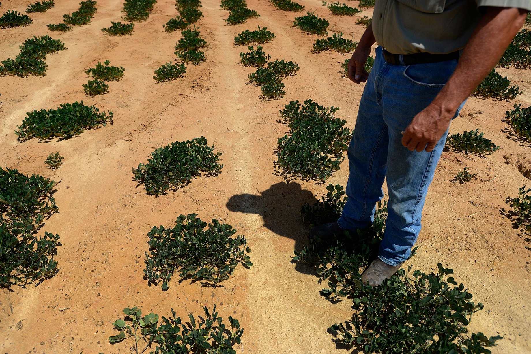 Farmer in drought-stressed peanut  field