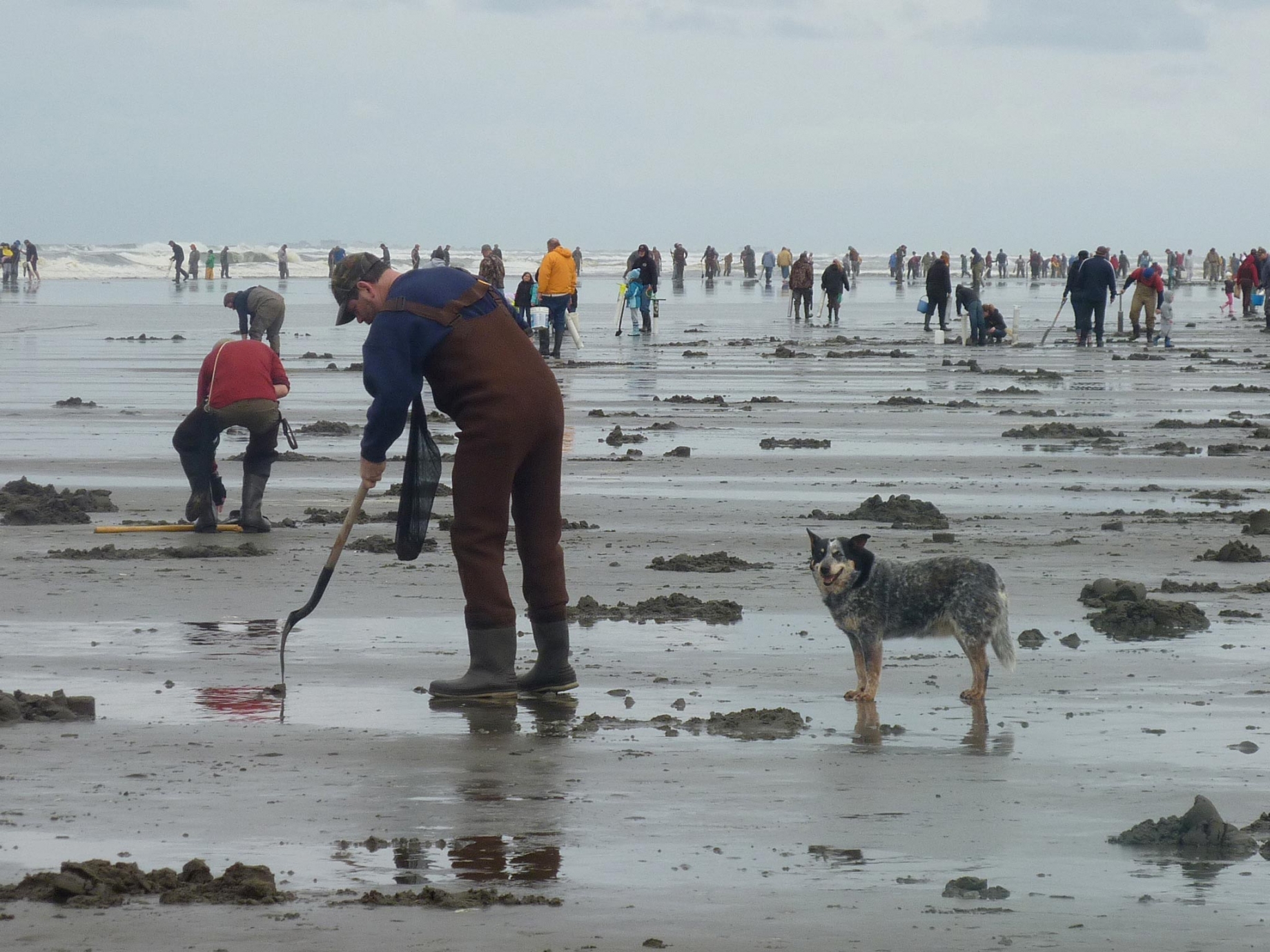 Razor clam dig