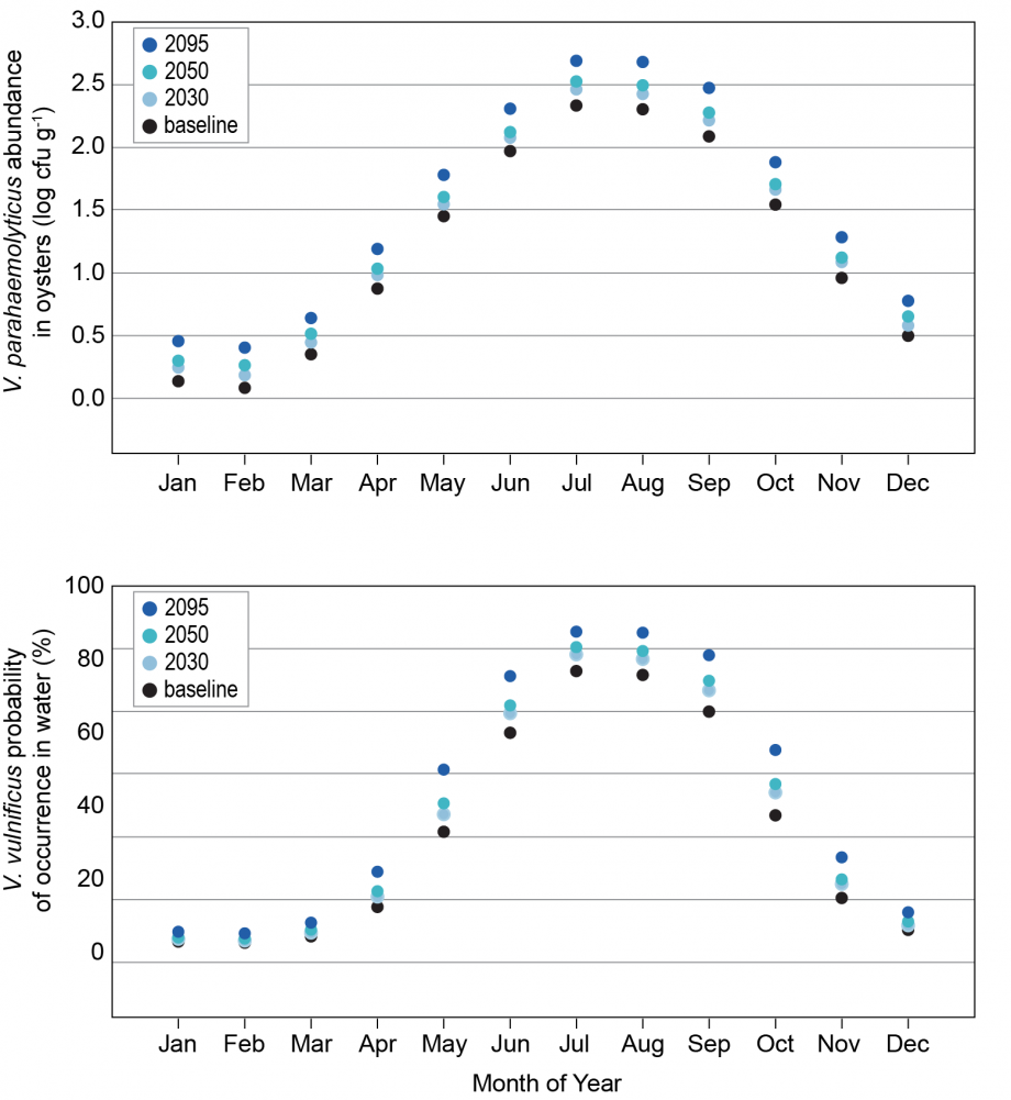 Figure 6.4: Projections of <i>Vibrio</i> Occurrence and Abundance in Chesapeake Bay
