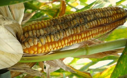 Mycotoxin in Corn